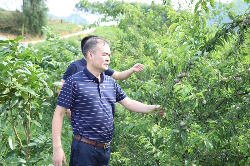 路建集團黨委書記、董事長羅光同志實地調(diào)研豹山村產(chǎn)業(yè)扶貧情況_副本.jpg